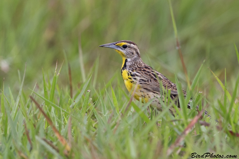 Eastern Meadowlark