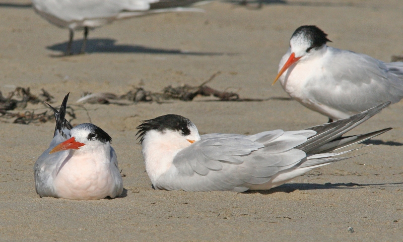 Elegant Tern