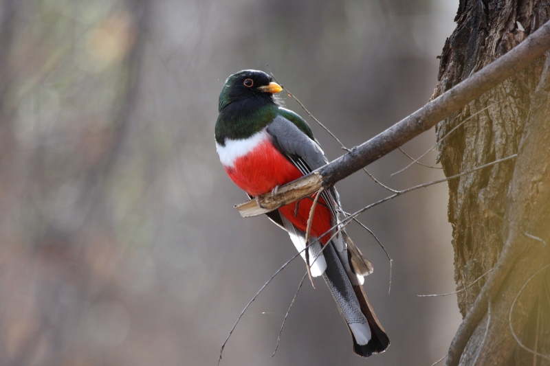 Elegant Trogon