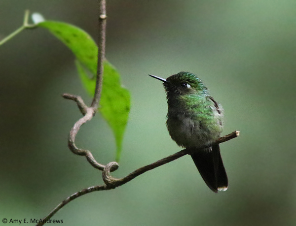 Emerald-chinned Hummingbird