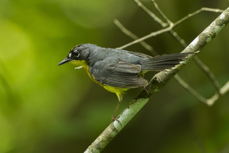 Fan-tailed Warbler