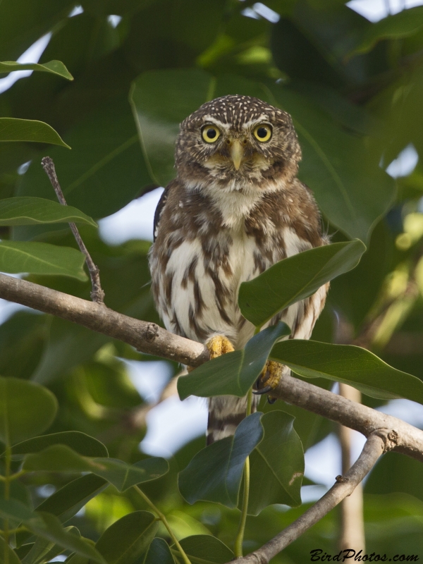 Ferruginous Pygmy Owl