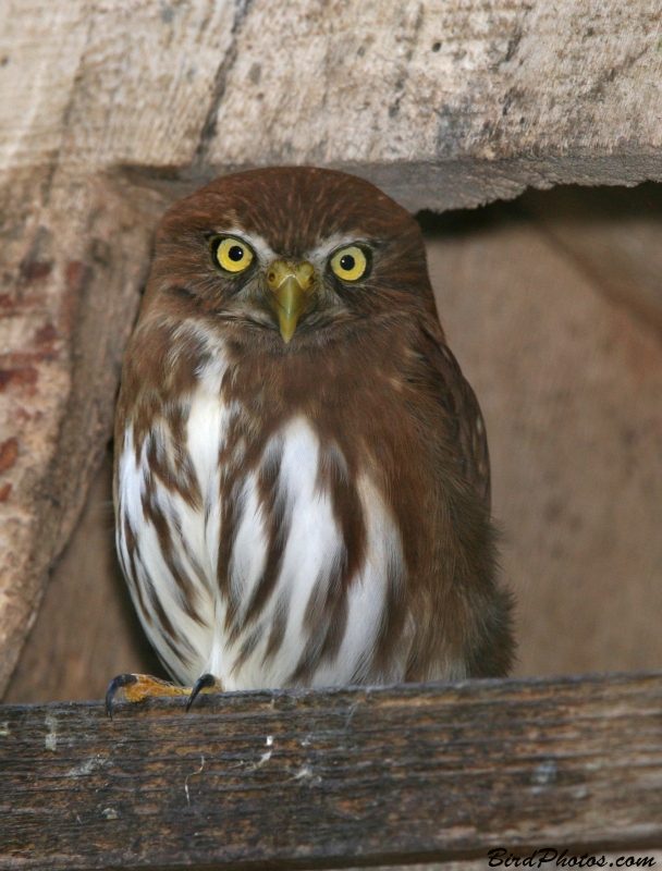 Ferruginous Pygmy Owl