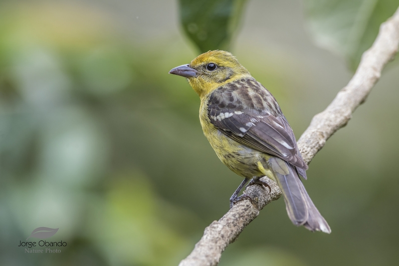 Flame-colored Tanager