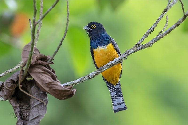 Gartered Trogon