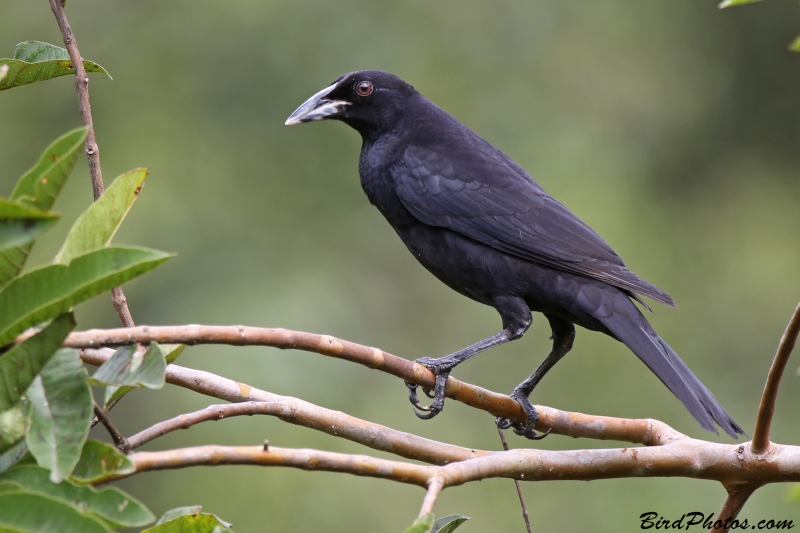 Giant Cowbird