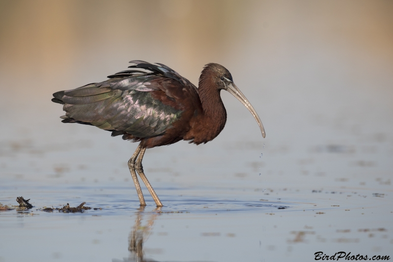 Glossy Ibis