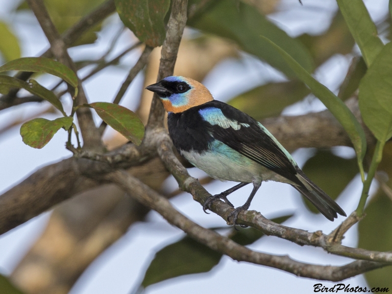 Golden-hooded Tanager