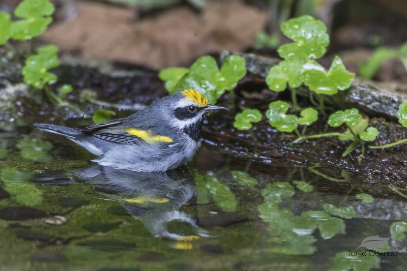 Golden-winged Warbler