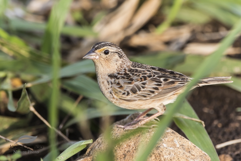 Grasshopper Sparrow