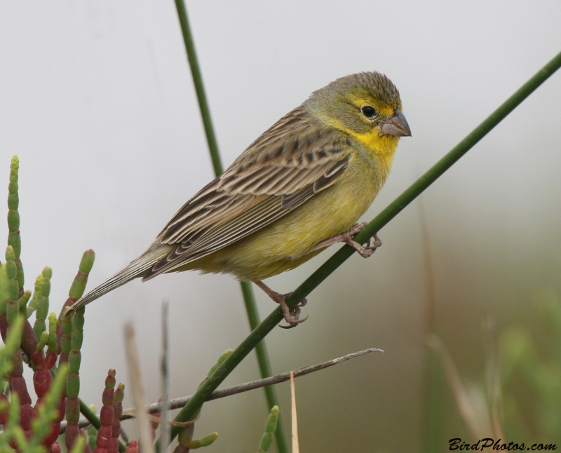 Grassland Yellow Finch