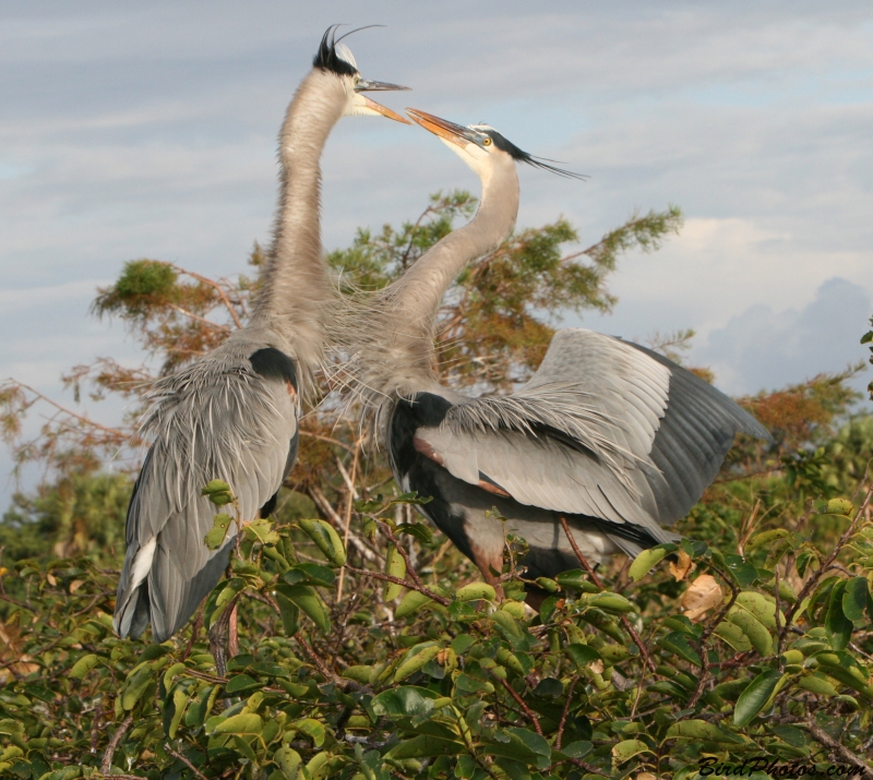 Great Blue Heron