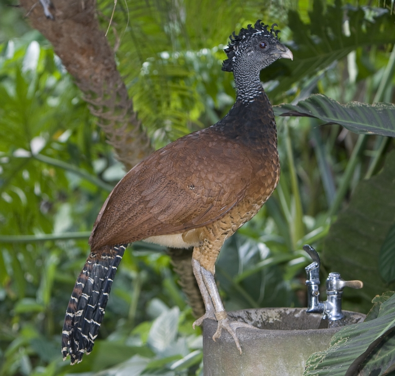 Great Curassow