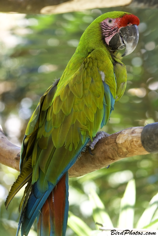 Great Green Macaw