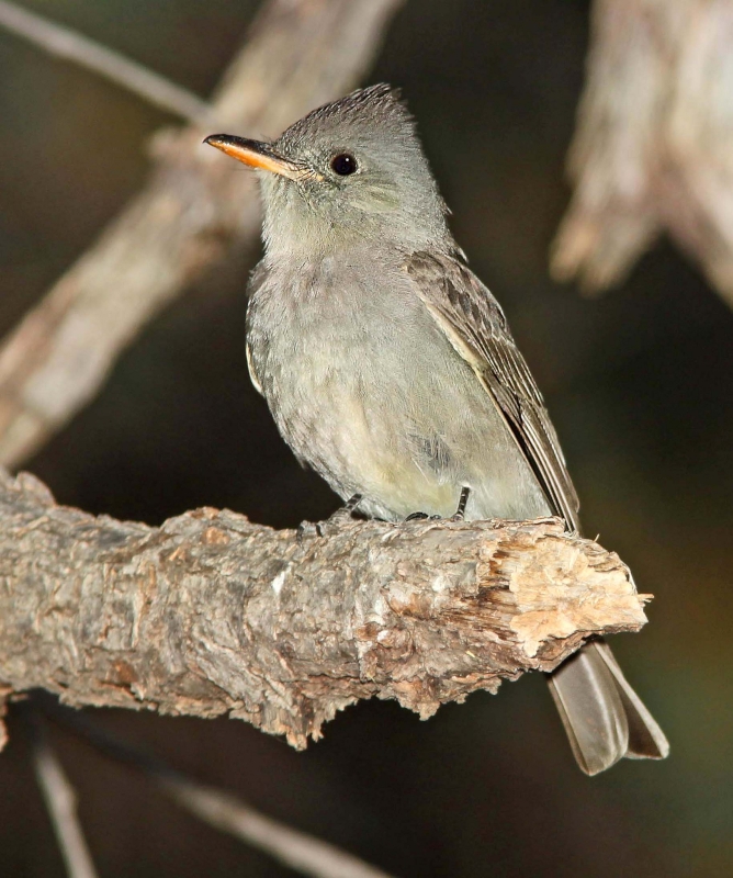 Greater Pewee