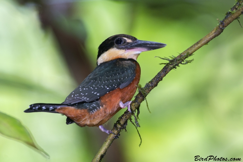 Green-and-rufous Kingfisher