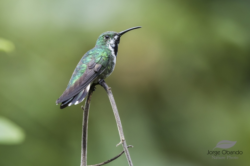 Green-breasted Mango