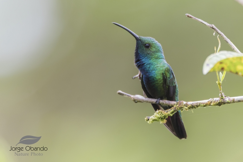 Green-breasted Mango