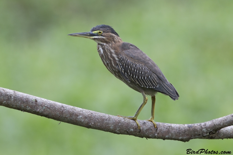 Green Heron