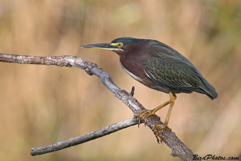 Green Heron