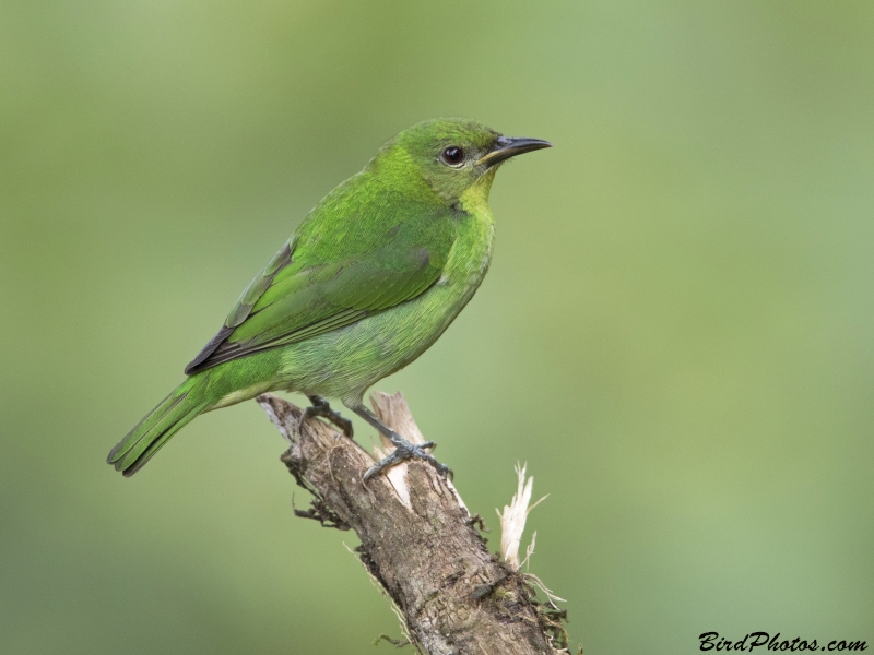 Green Honeycreeper