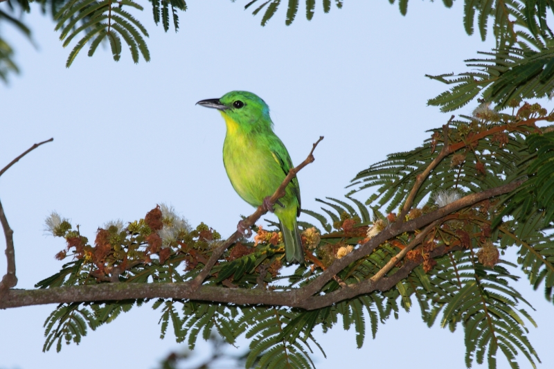 Green Shrike-Vireo