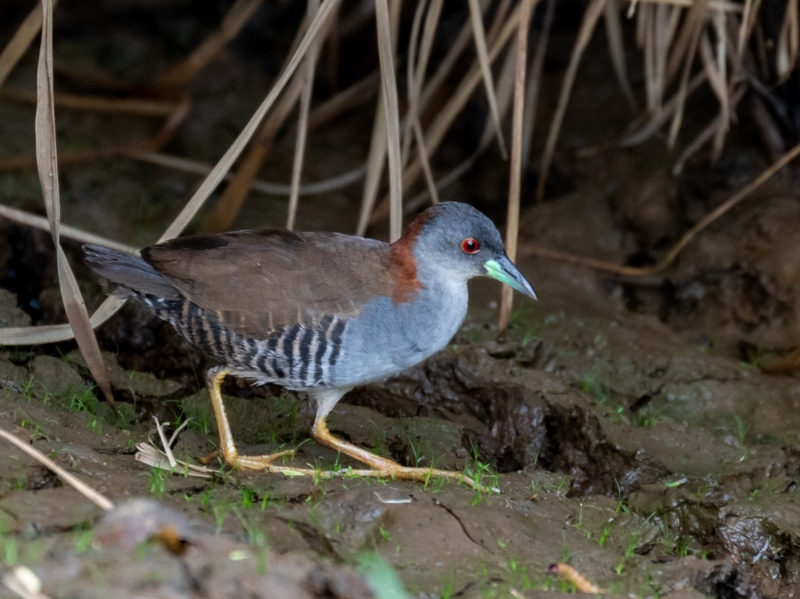 Grey-breasted Crake