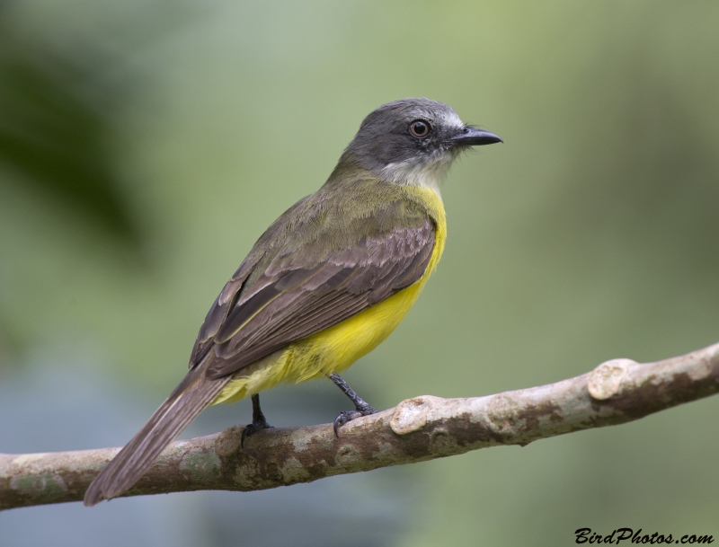 Grey-capped Flycatcher