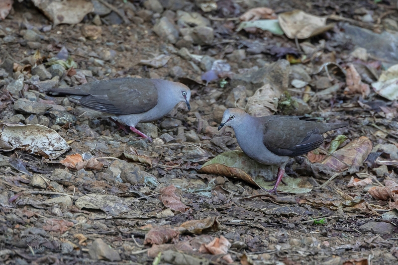 Grey-chested Dove