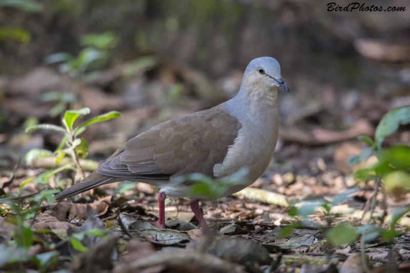 Grey-headed Dove