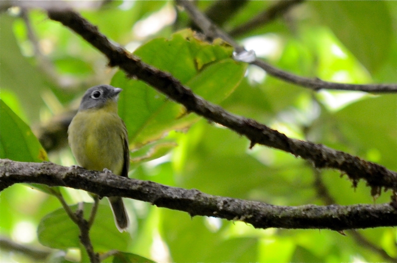 Grey-headed Piprites