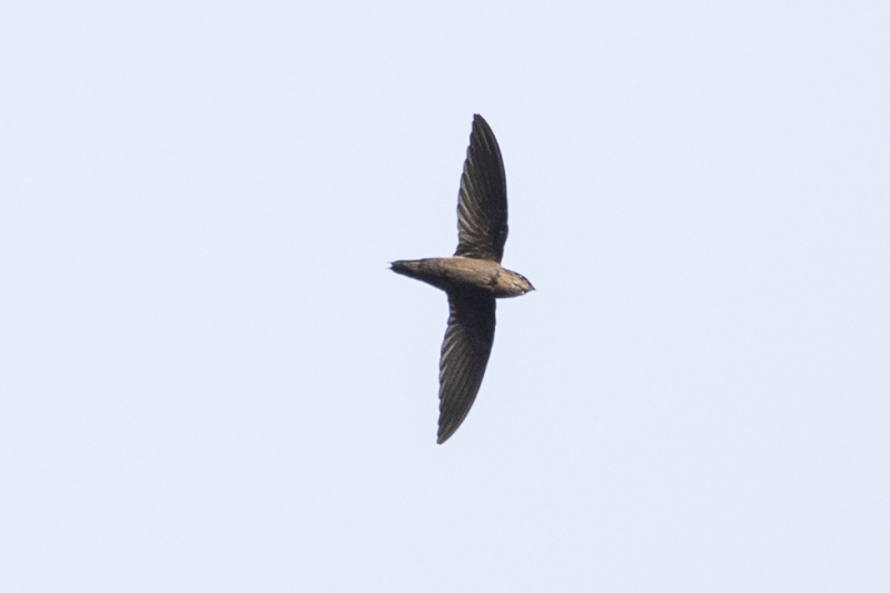 Grey-rumped Swift