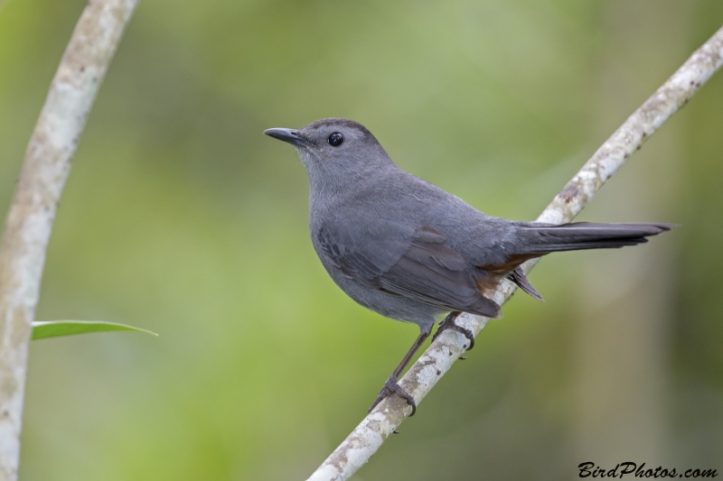 Grey Catbird