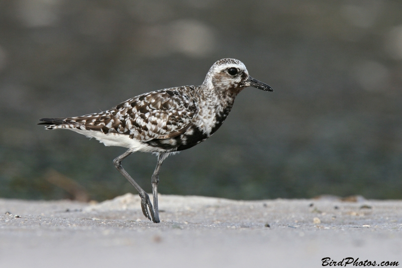 Grey Plover