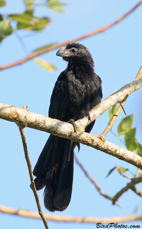 Groove-billed Ani