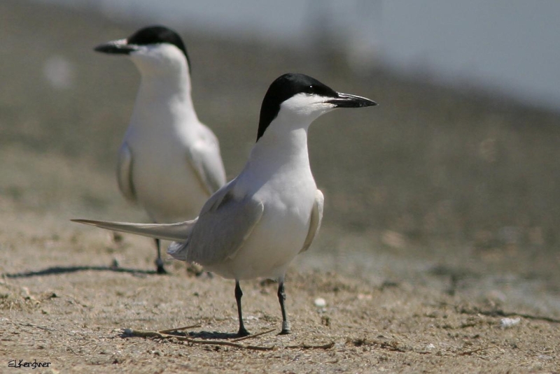 Gull-billed Tern