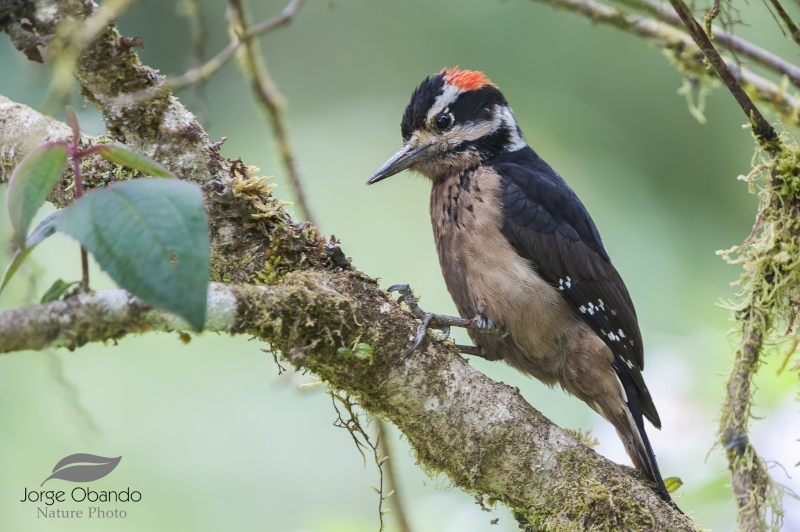 Hairy Woodpecker