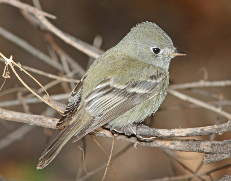 Hammond's Flycatcher