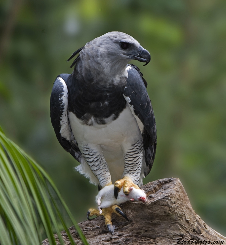 Harpy Eagle