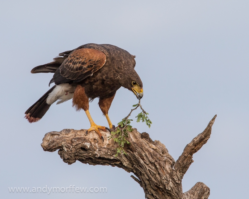 Harris's Hawk