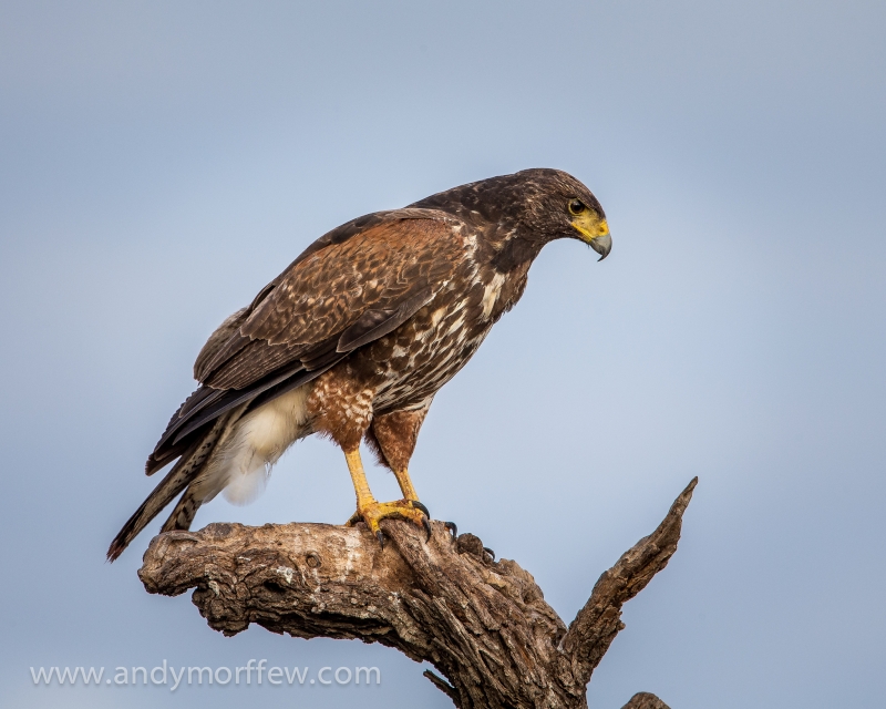 Harris's Hawk