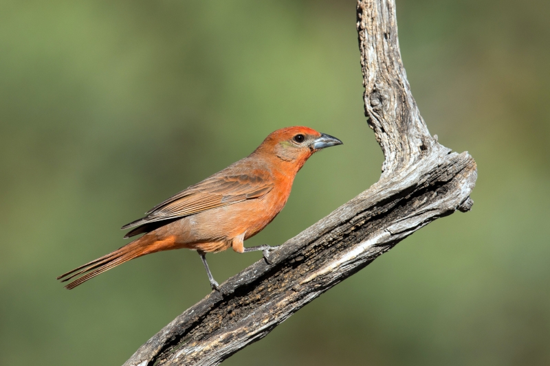 Hepatic Tanager