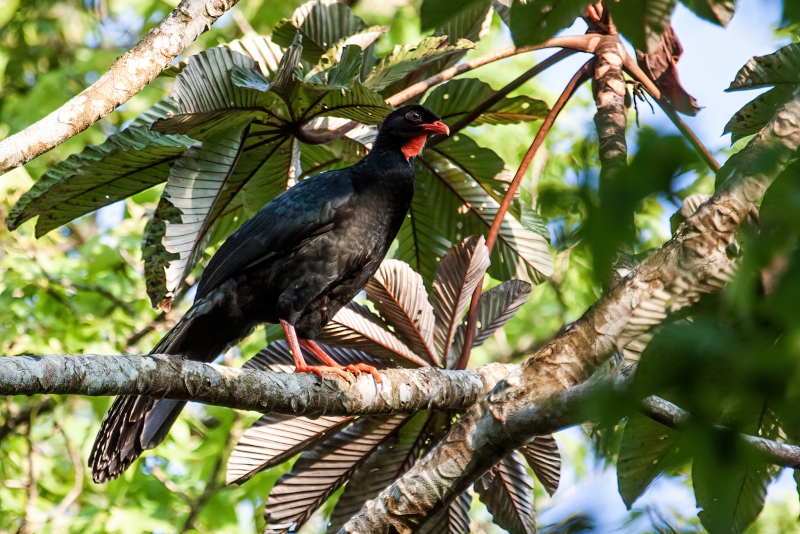 Highland Guan