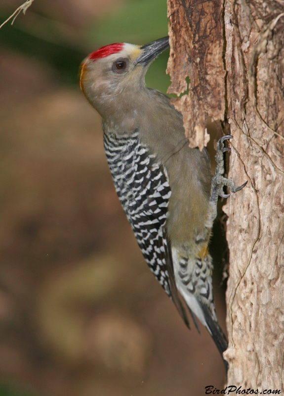 Hoffmann's Woodpecker