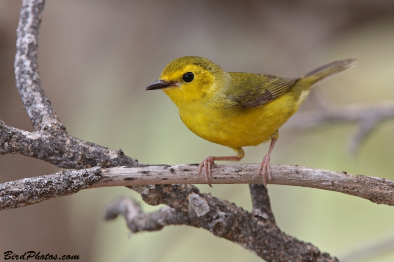 Hooded Warbler