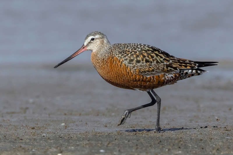 Hudsonian Godwit