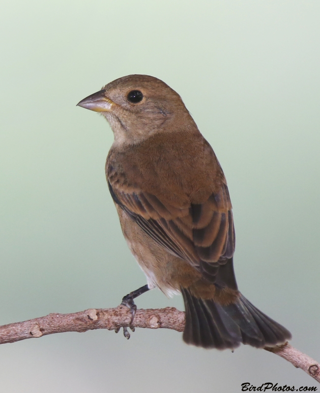 Indigo Bunting