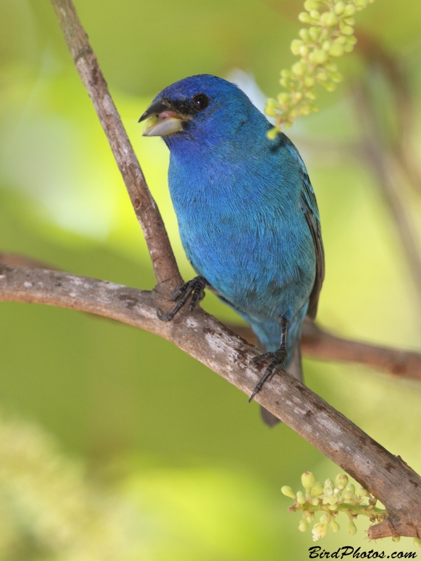 Indigo Bunting