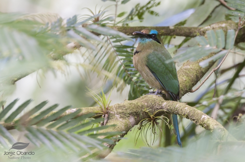 Keel-billed Motmot