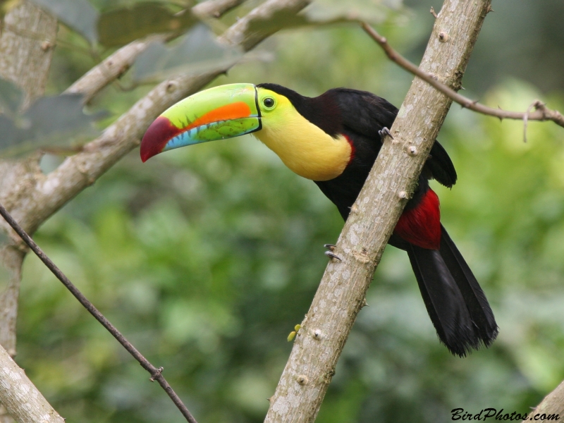 Keel-billed Toucan